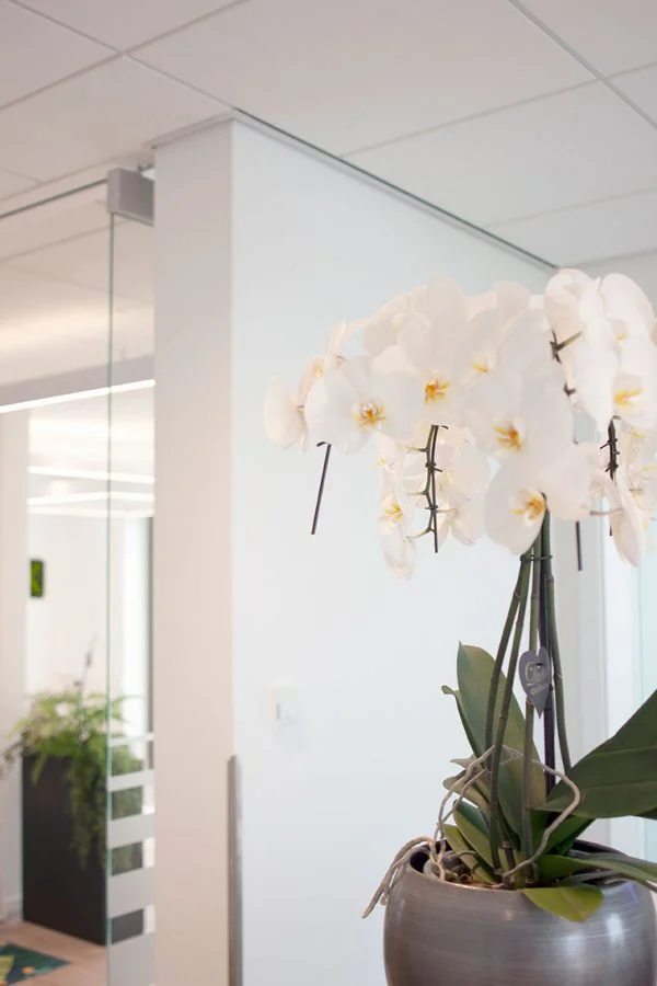 Zahnwerk Hildesheim Zahnarztpraxis Empfangstresen mit Orchidee